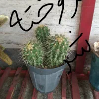 کاکتوس|گل و گیاه طبیعی|خمینیشهر, |دیوار