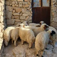 بره ، قوچ|حیوانات مزرعه|هندمینی, |دیوار