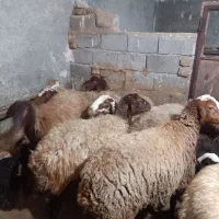 میش،یا گوسفند بره دار|حیوانات مزرعه|سنندج, |دیوار