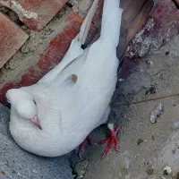 پرنده کله ای سور دومبی|پرنده|کهنوج, |دیوار