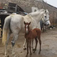 مادیان سواری با کره 7ماه