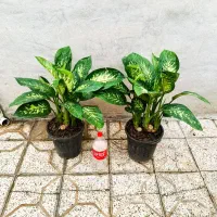 دیفن باخیا ..