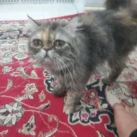 گربه ماده|گربه|پیشوا, |دیوار
