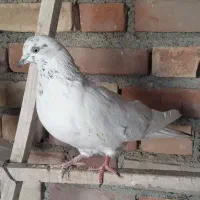 کبوتر|پرنده|محمدیار, |دیوار