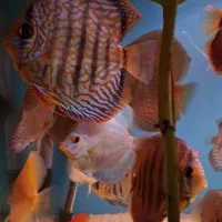 فروش دیسکس ماهی