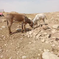 حیوانات مزرعه