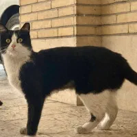 واگذاری گربه ماده عقیم شده