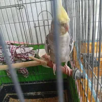 عروس هلندی