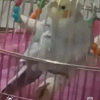 عروس|پرنده|رشت, معلولین|دیوار