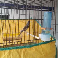 قناری نر مست مست