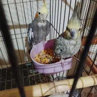 عروس هلندی  ماده