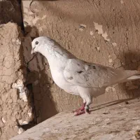 کفتر فروش یا معاوضه|پرنده|باغستان, |دیوار