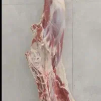 گوشت گوساله.گوسفند.لاشه.تیکه ای چرخ کرده و دنبه|خوردنی و آشامیدنی|اصفهان, عسگریه|دیوار