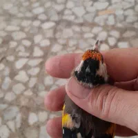 تعدادی سهره کهنه قفس|پرنده|ساری, |دیوار