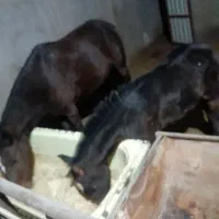 اسب مادر و پسر