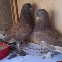 کبوتر سرخ یه جفت