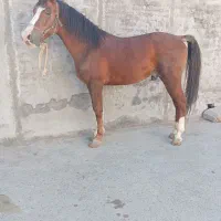 فروش اسب مادیان پالونی