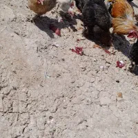مرغ خروس برای فروش درزرگان|حیوانات مزرعه|اهواز, زرگان|دیوار