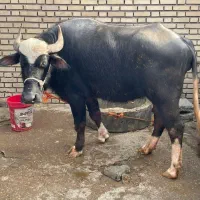 دزفو|حیوانات مزرعه|دزفول, |دیوار