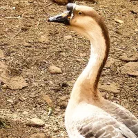 تخم نطفه دار قوغاز قبقب دار گوشتی|حیوانات مزرعه|نیشابور, دارایی|دیوار