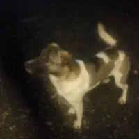 واگذاری سگ نگهبان