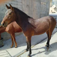 اسب کورد مادیان ۲ ساله