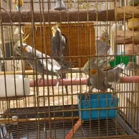 عروس هلندی.تخم گذار|پرنده|تبریز, |دیوار