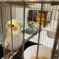 عروس هلندی مولد|پرنده|ری, فیروزآبادی|دیوار