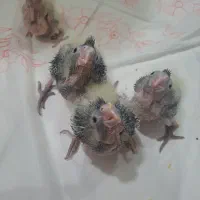 جوجه عروس هلندی