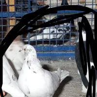 کبوتر کله سار نر بشرط پرش جوان