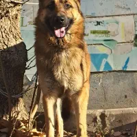 سگ ژرمن|سگ|کرج, کمال‌شهر|دیوار