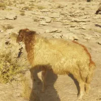 بره کردی و لری|حیوانات مزرعه|پلدختر, |دیوار