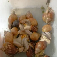 حلزون اچانتینا