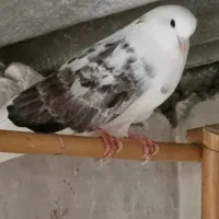 کبوتر دانه ای 250 یک کلمه|پرنده|نکا, |دیوار