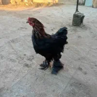 لاری|پرنده|مشهد, نیزه|دیوار