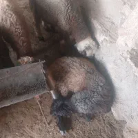 چهار عددبره نر افشاری