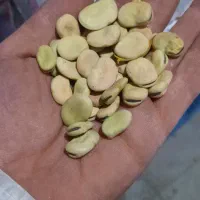 باقالی دزفولی پزا(زودپز)درجه یک به شرط پخت