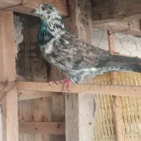 یک جفت کبوتر پرشی