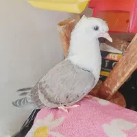 کبوتر کلاغ کاکلی .کربلایی سبز سیاه جوجه لیموی