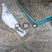 کبوتر گم شده