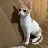 واگذاری رایگان گربه