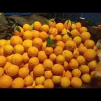 نارنگی ضعیف و ضایعات وسنگ پا|حراج|ساری, |دیوار
