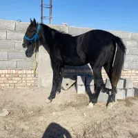 کره  مادیان|اسب و تجهیزات اسبسواری|اردبیل, |دیوار