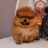 پامرانین بوفیس