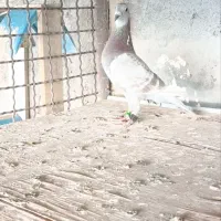 ماده سخریج عراق 2023