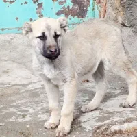 توله خراسانی