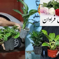 گل برای روز همسر|گل و گیاه طبیعی|بندر ماهشهر, |دیوار