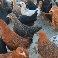 جوجه مرغ و خروس|حیوانات مزرعه|یزد, |دیوار