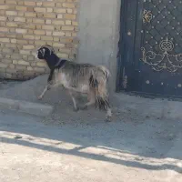 بز جوان چاق و چله