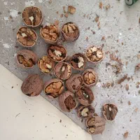 گردو|خوردنی و آشامیدنی|کاشمر, |دیوار